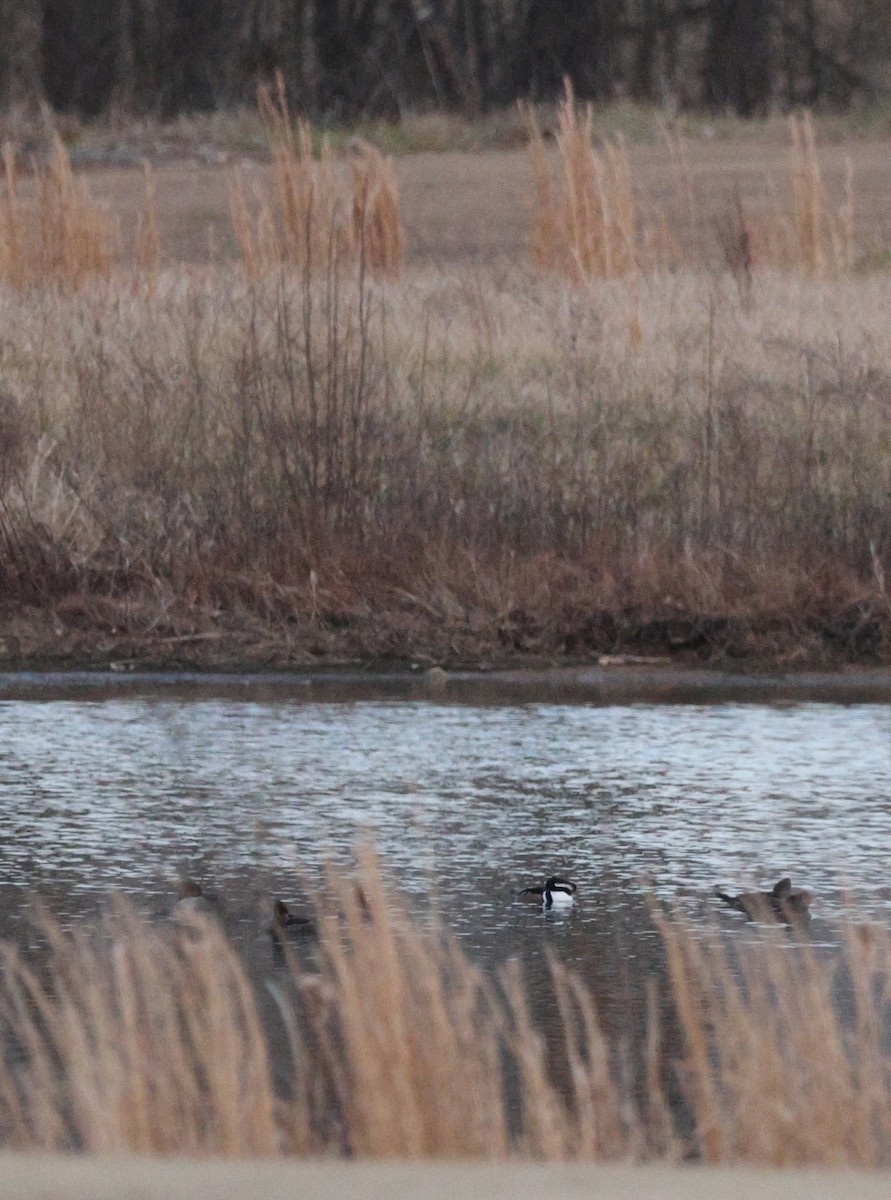 Zerra buruhandia - ML630407029