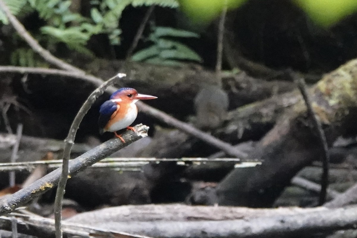 White-bellied Kingfisher - ML630407218