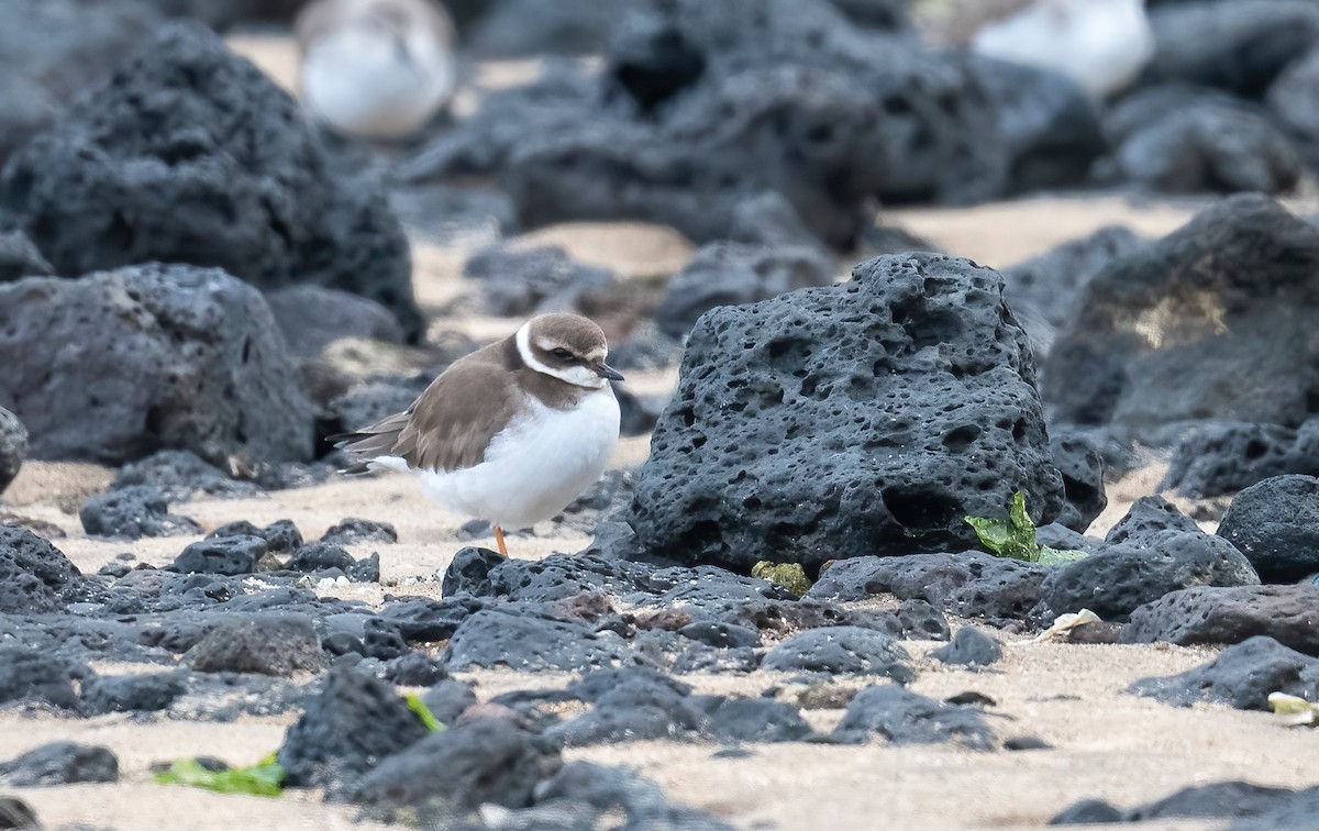 Common Ringed Plover - ML630407610