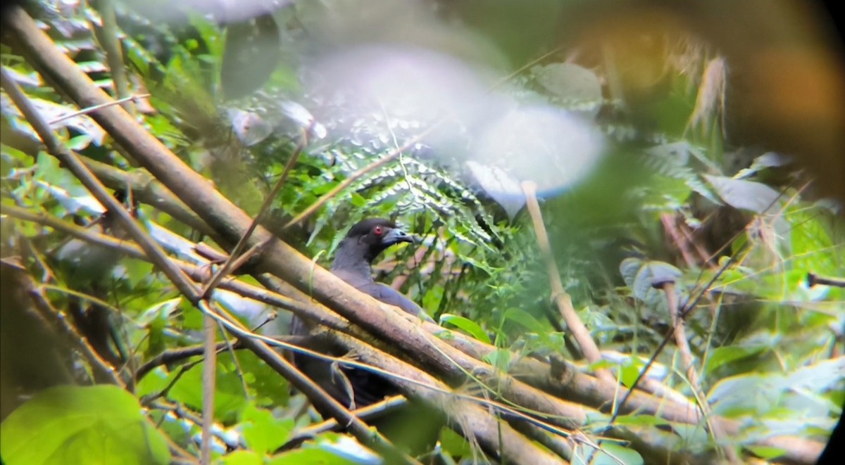 Black Guan - ML630407683