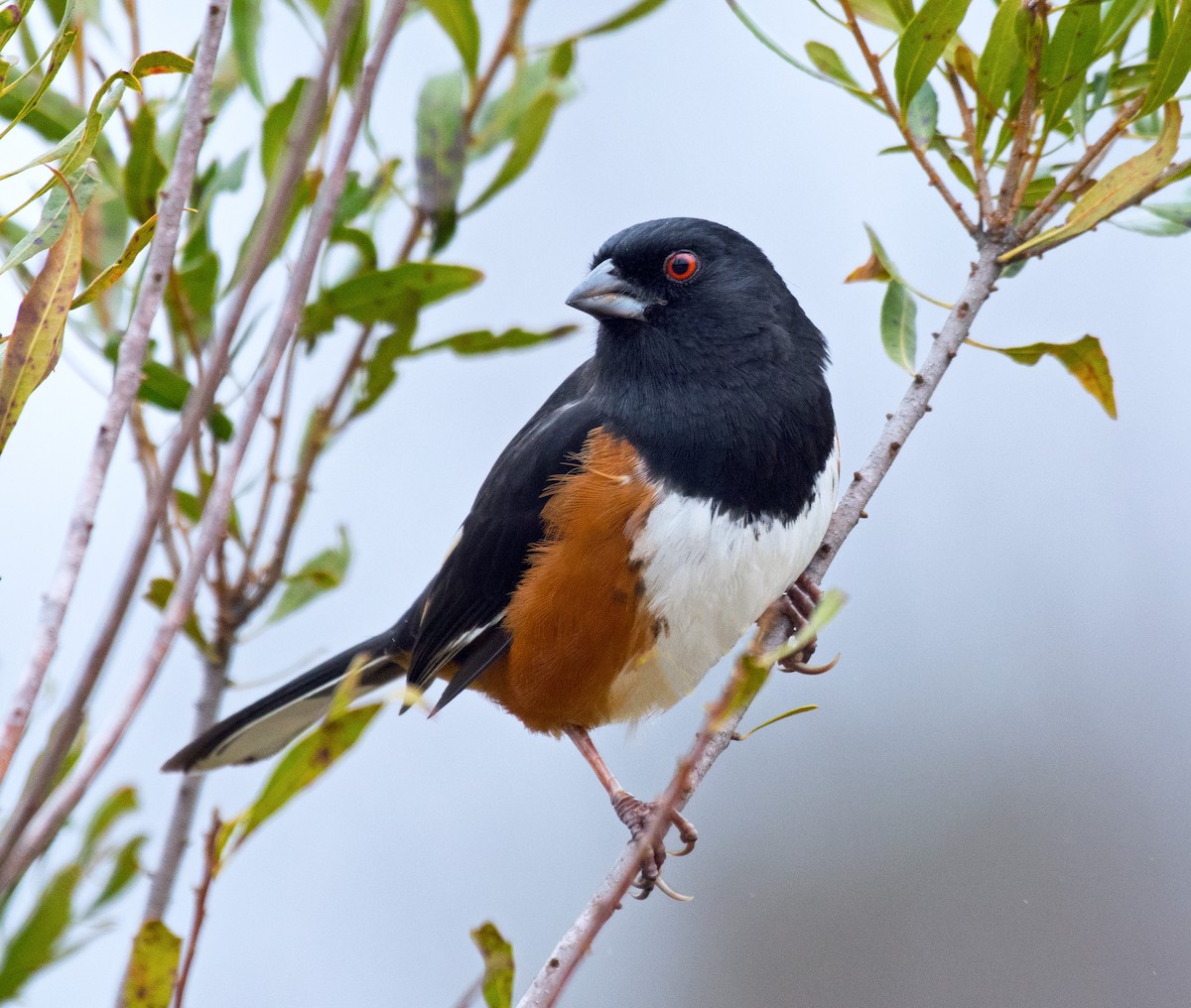 Eastern Towhee - ML630407753