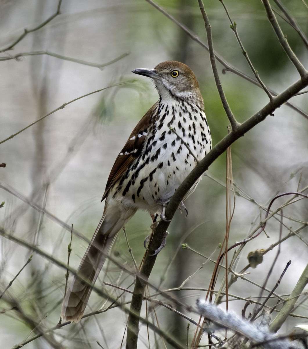 Brown Thrasher - ML630407804