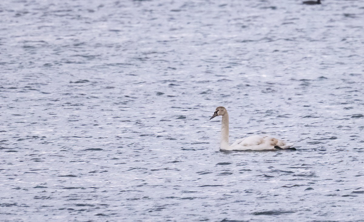 Mute Swan - ML630407810