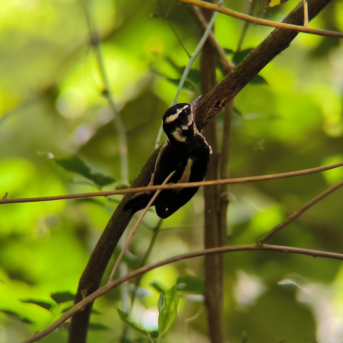 Hairy Woodpecker - ML630407929