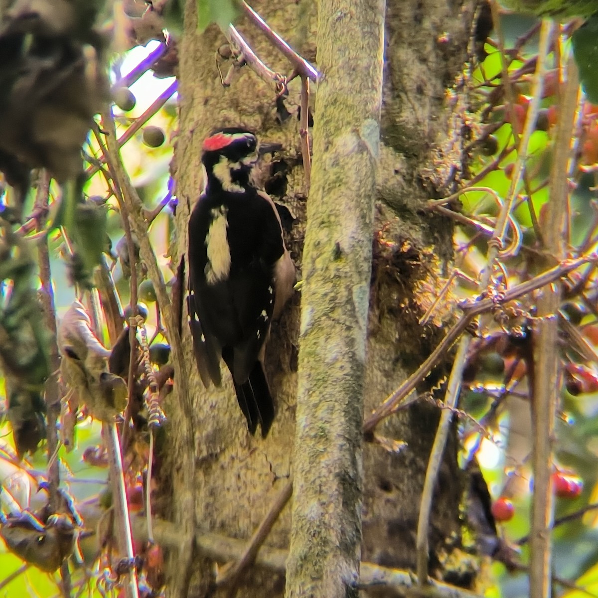 Hairy Woodpecker - ML630407930