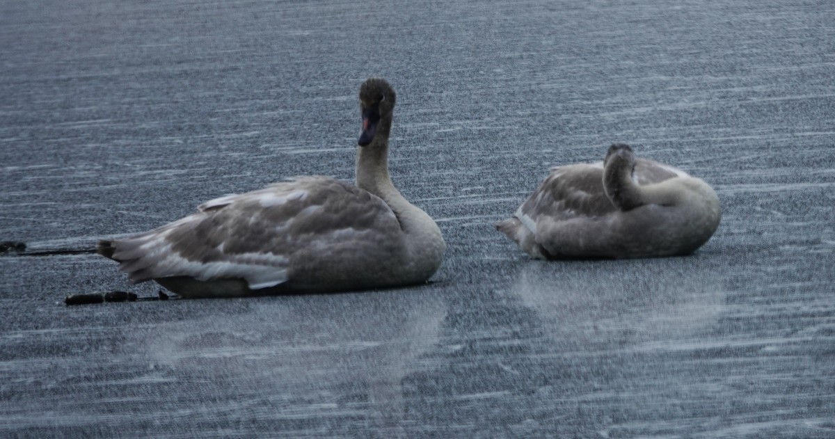 Trumpeter Swan - ML630408348