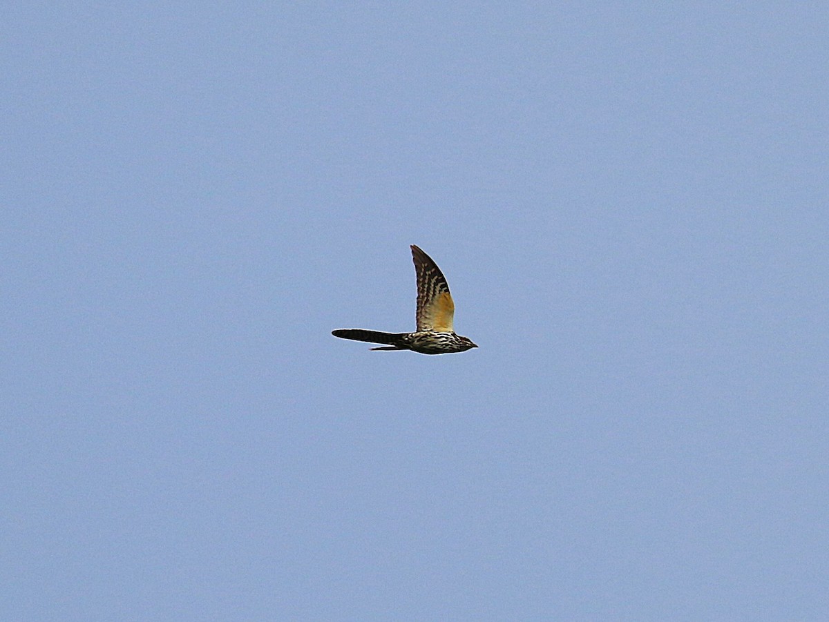 Long-tailed Koel - ML630408391