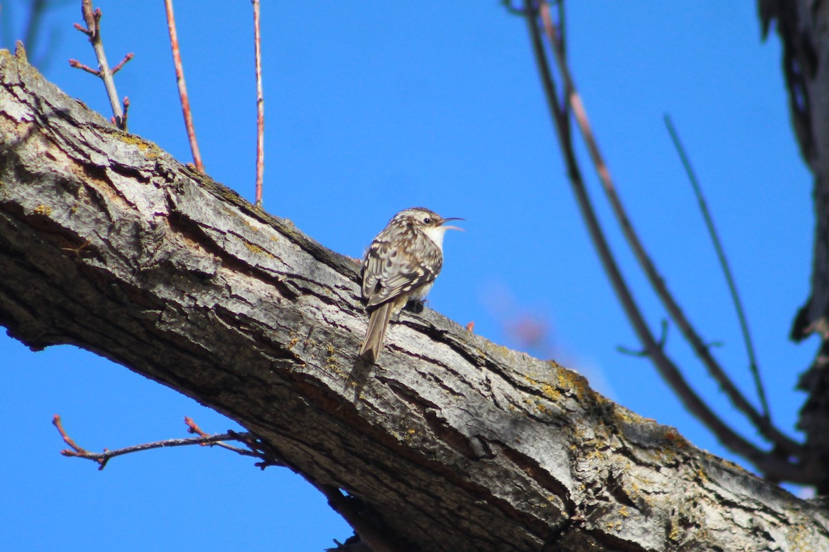 Brown Creeper - ML630408690