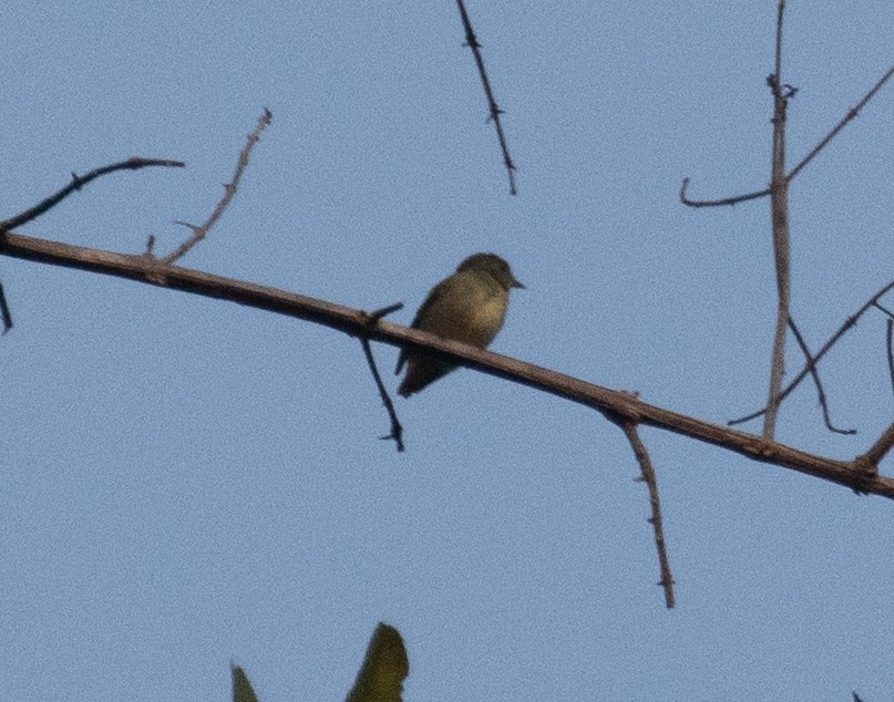 Tiny Tyrant-Manakin - ML630408855