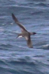 Буревісник Бюлера - ML630408857