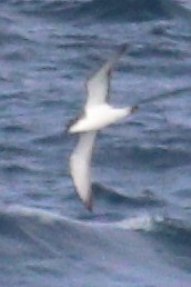 Буревісник Бюлера - ML630408858