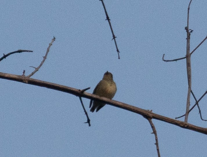 Tiny Tyrant-Manakin - ML630408860