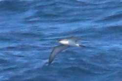 Буревісник Бюлера - ML630409463