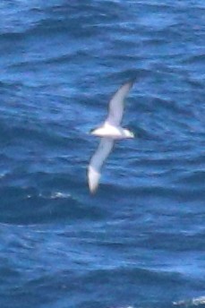 Буревісник Бюлера - ML630409464