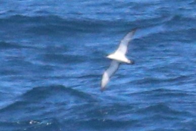 Буревісник Бюлера - ML630409465