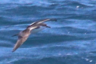 Буревісник Бюлера - ML630409466