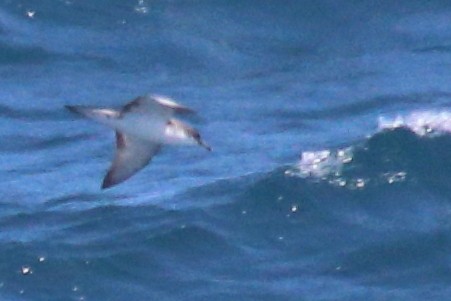 Буревісник Бюлера - ML630409467