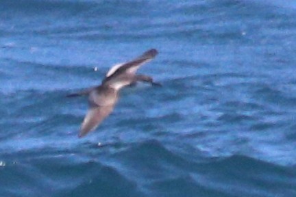 Буревісник Бюлера - ML630409468