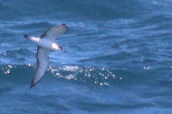 Буревісник Бюлера - ML630409469