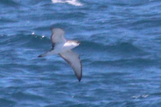 Буревісник Бюлера - ML630409470