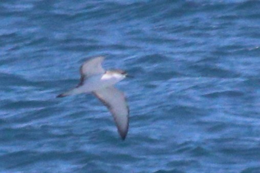 Буревісник Бюлера - ML630409471