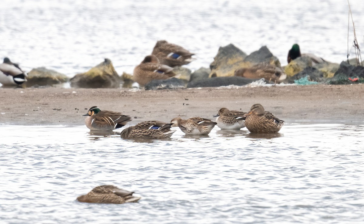 Baikal Teal - ML630409582