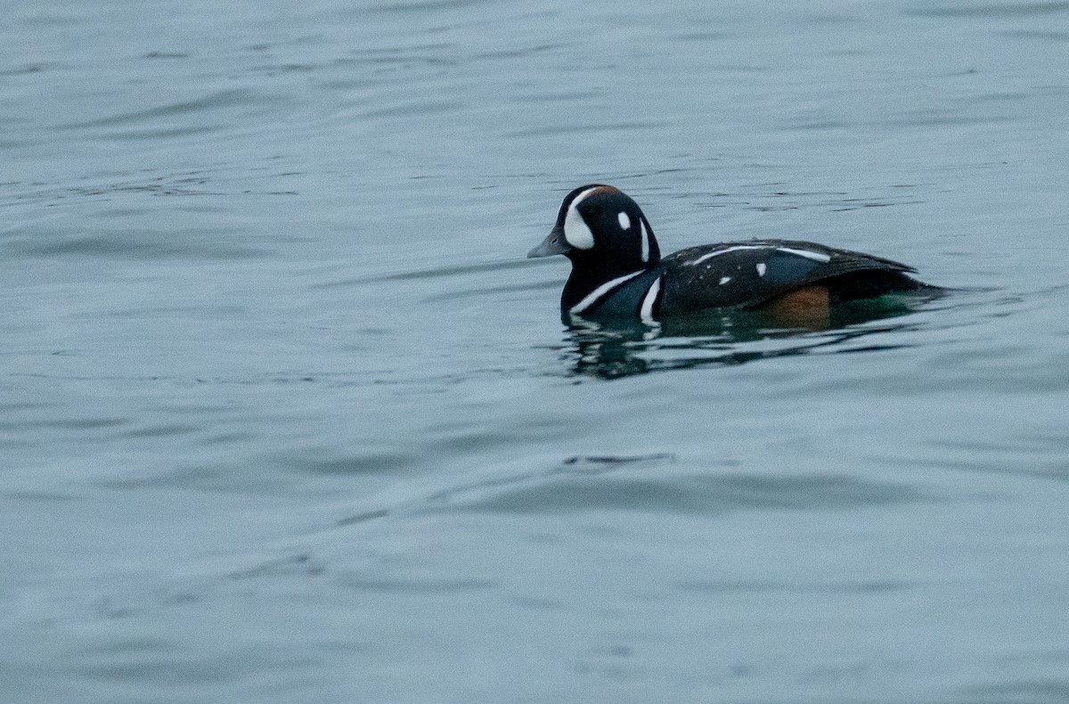 Harlequin Duck - ML630409686