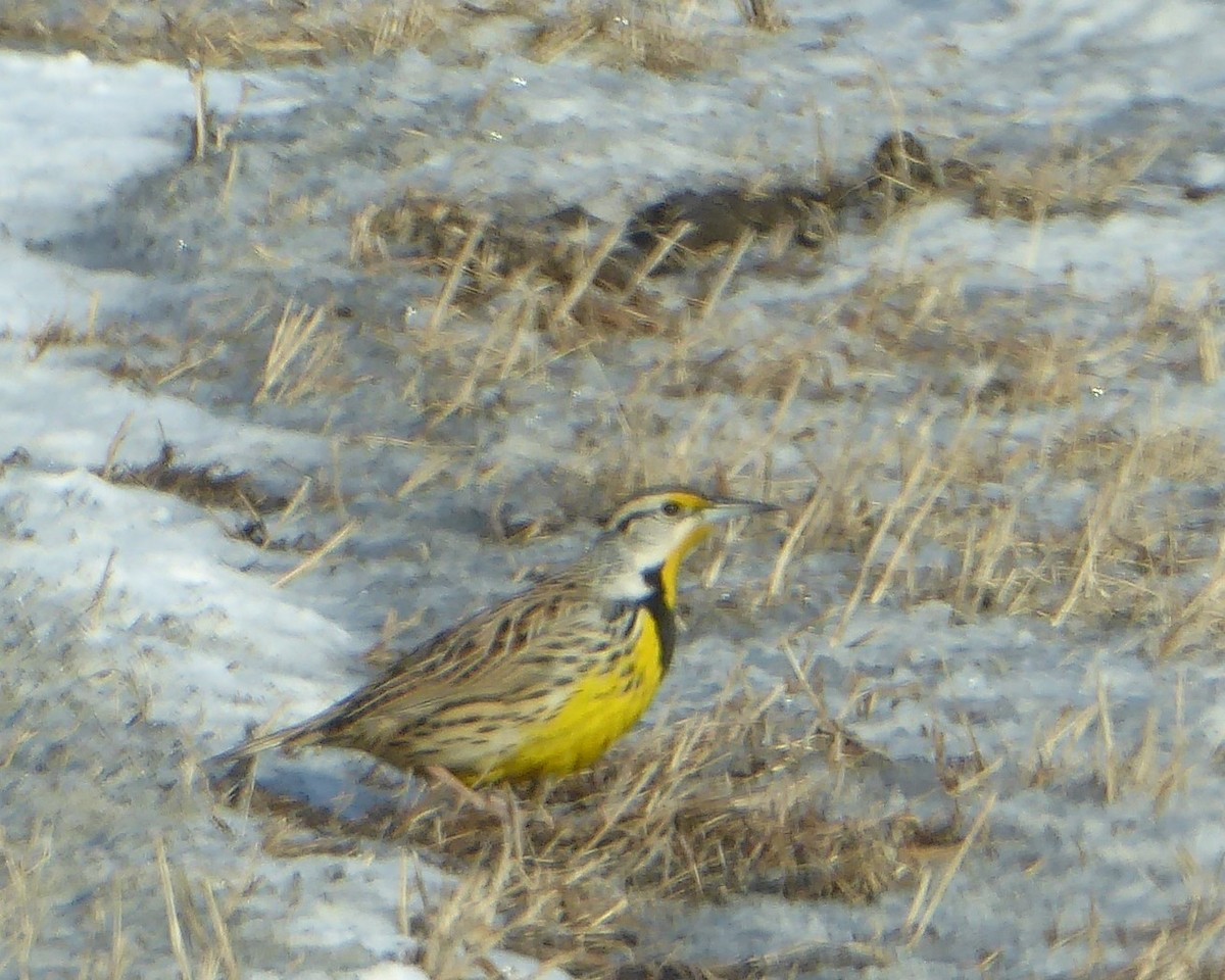 Eastern Meadowlark - ML630409943