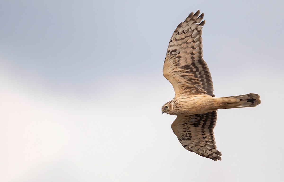 Hen Harrier - ML630410025