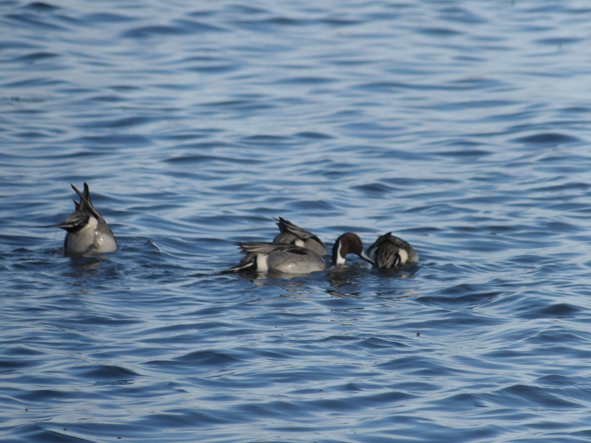 Northern Pintail - ML630410148