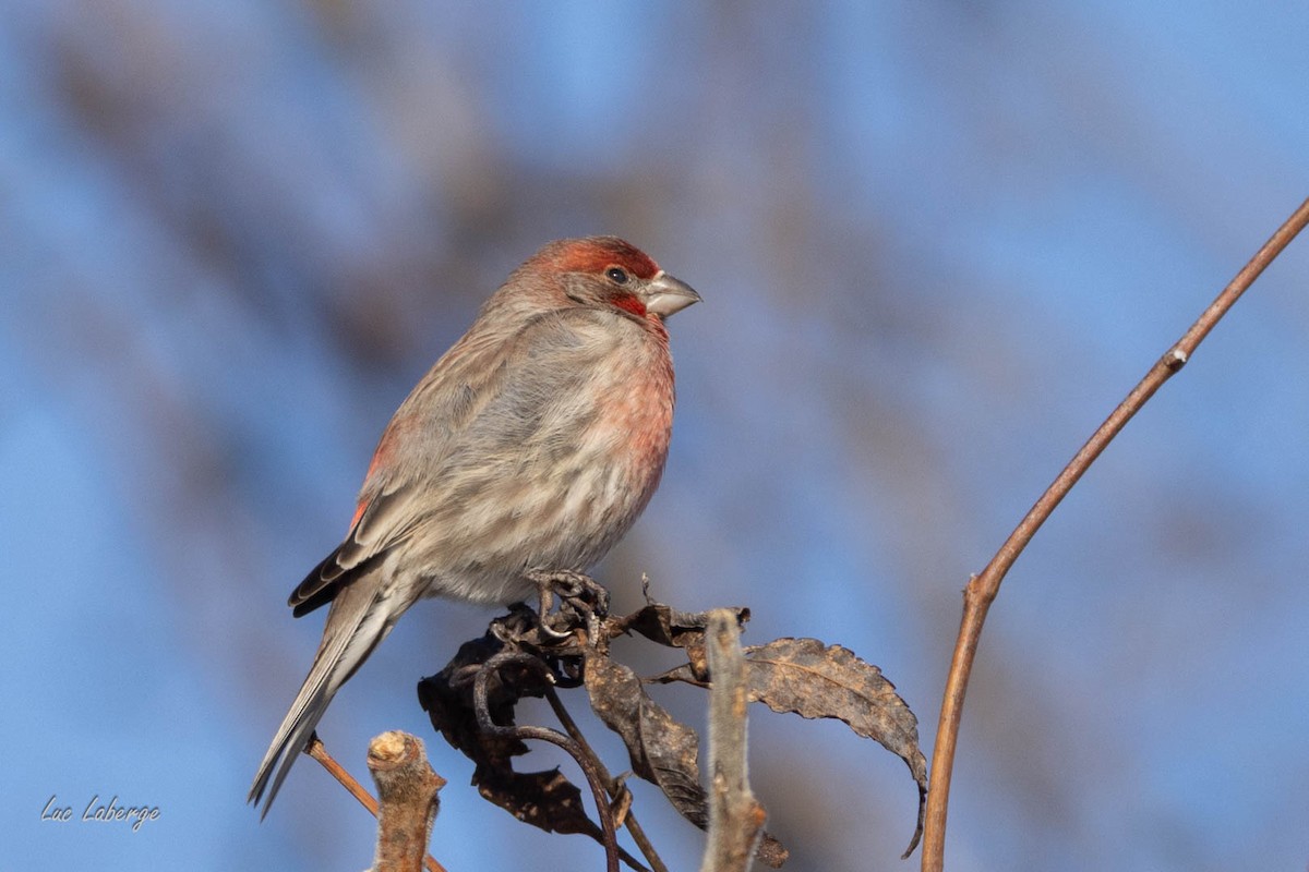 House Finch - ML630410271