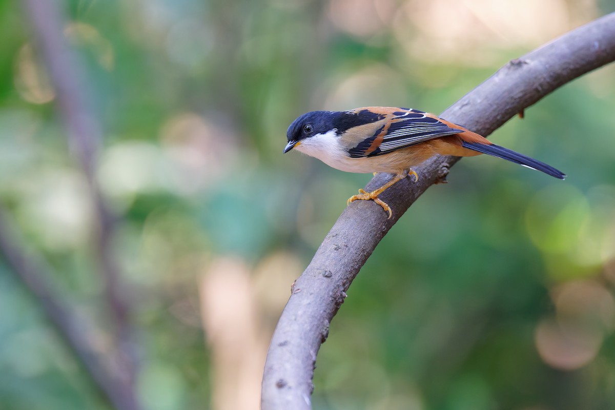 Rufous-backed Sibia (Rufous-backed) - ML630410532