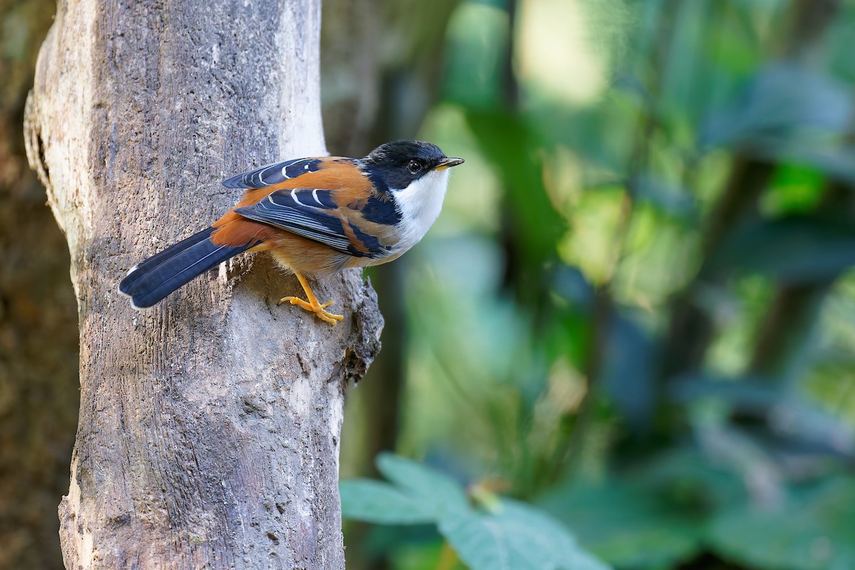 Rufous-backed Sibia (Rufous-backed) - ML630410533