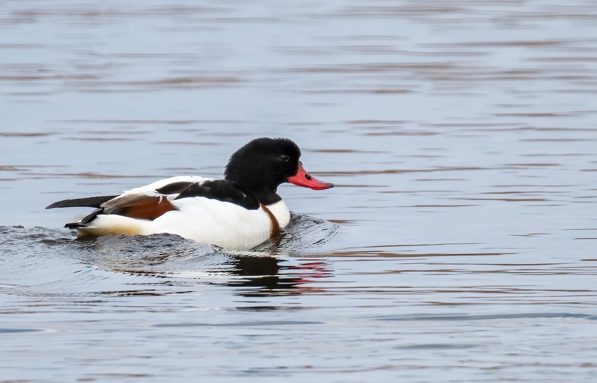 Common Shelduck - ML630410557