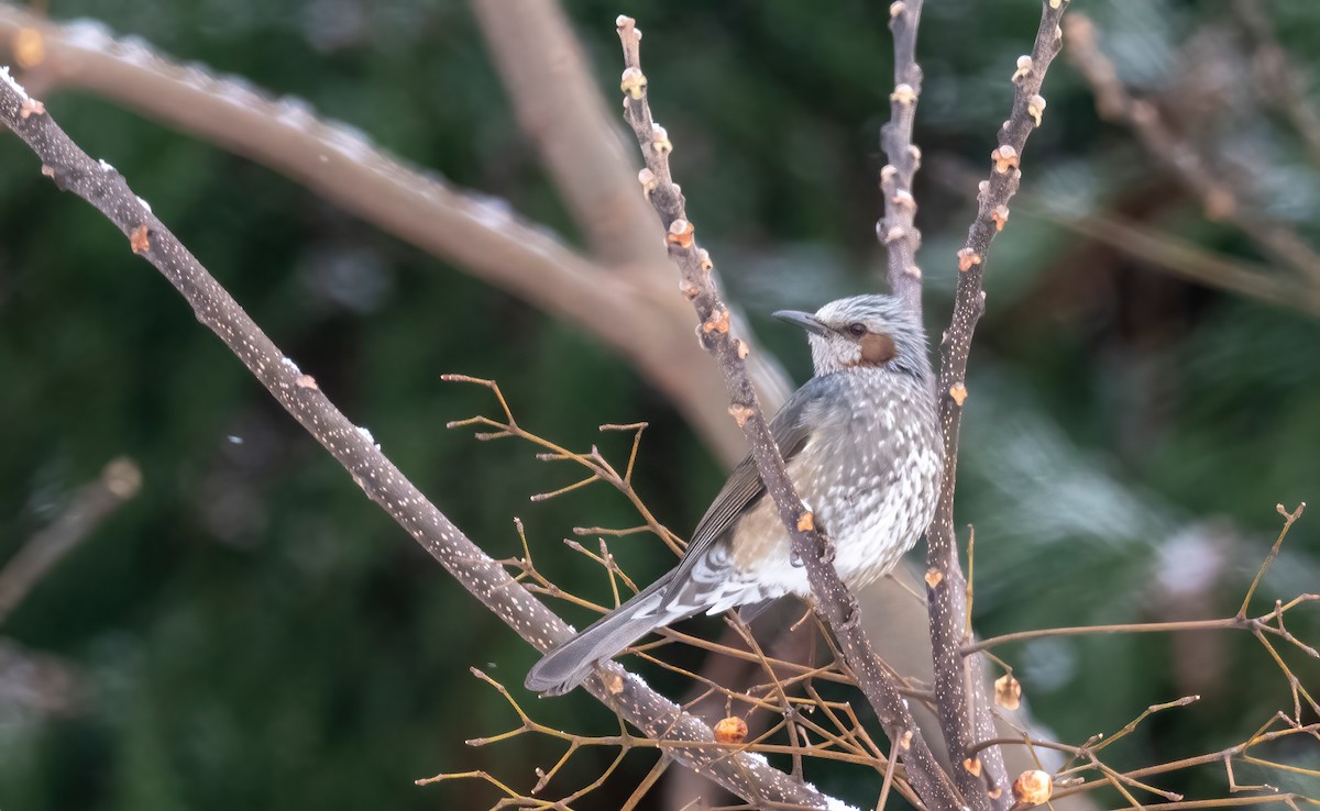 Brown-eared Bulbul - ML630410643