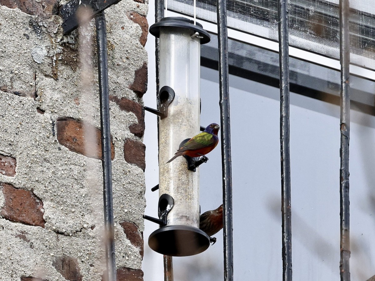 passerine sp. - ML630410913