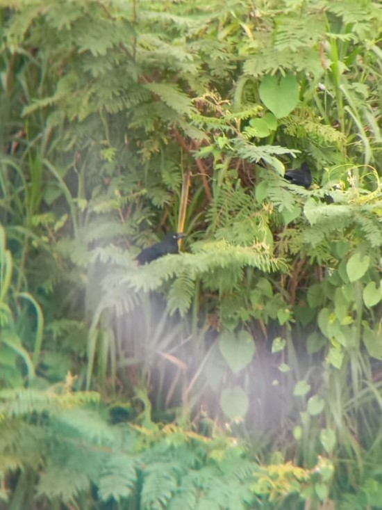 Greater Ani - ML630410928