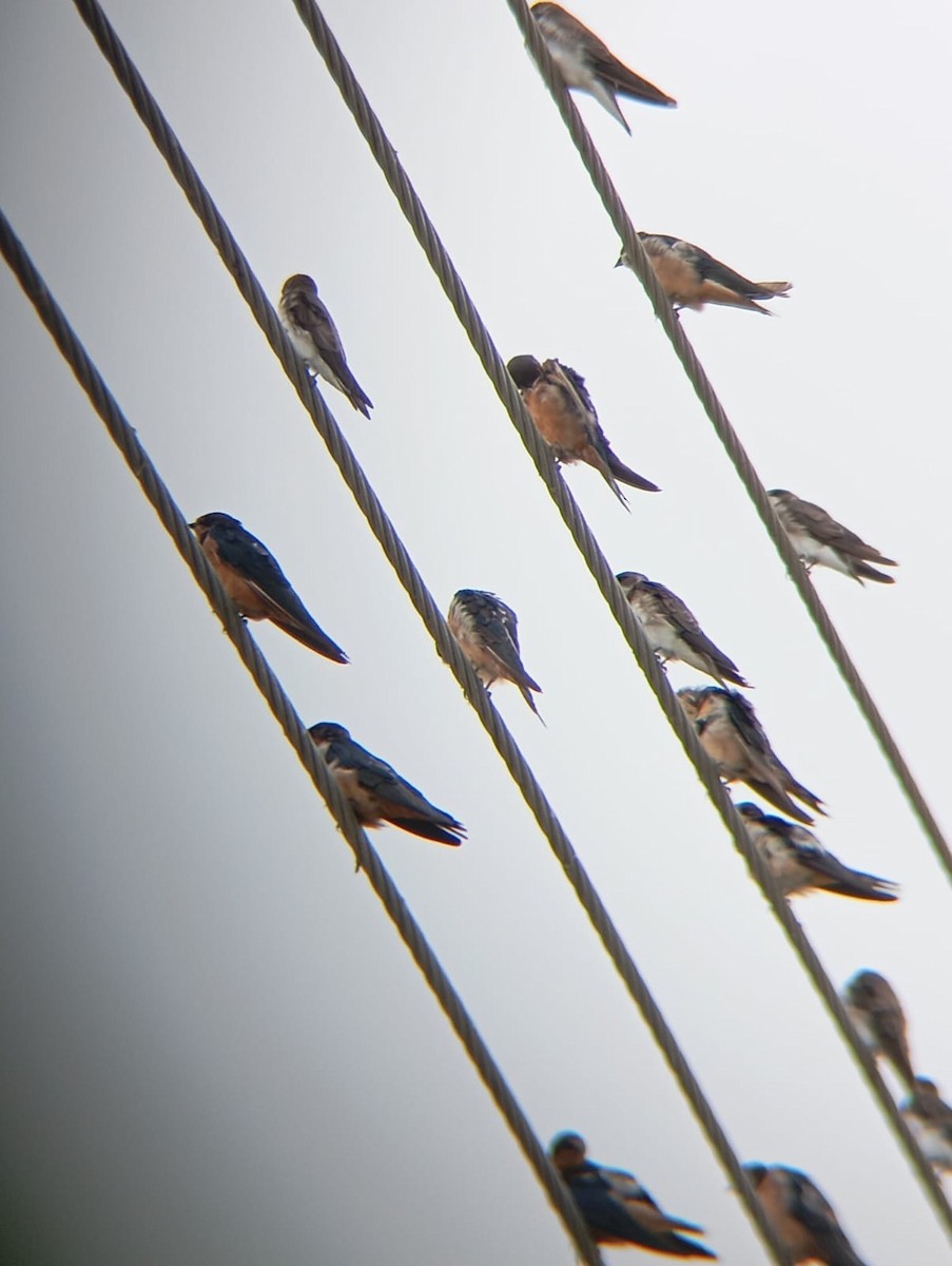 Barn Swallow - ML630410989