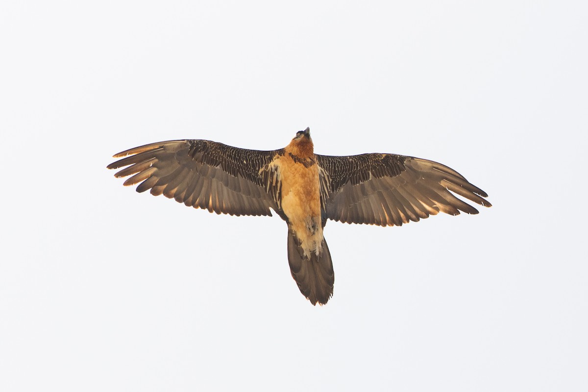 Bearded Vulture - ML630411172