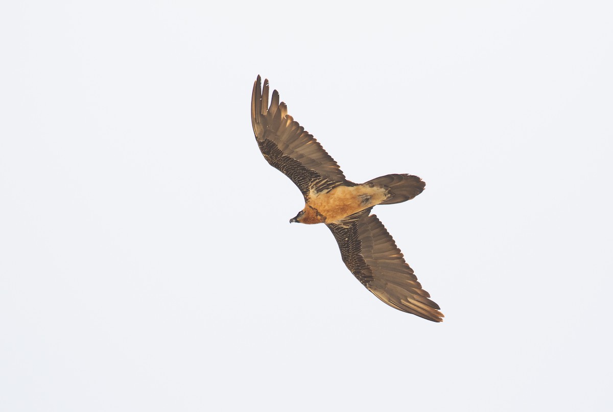 Bearded Vulture - ML630411173