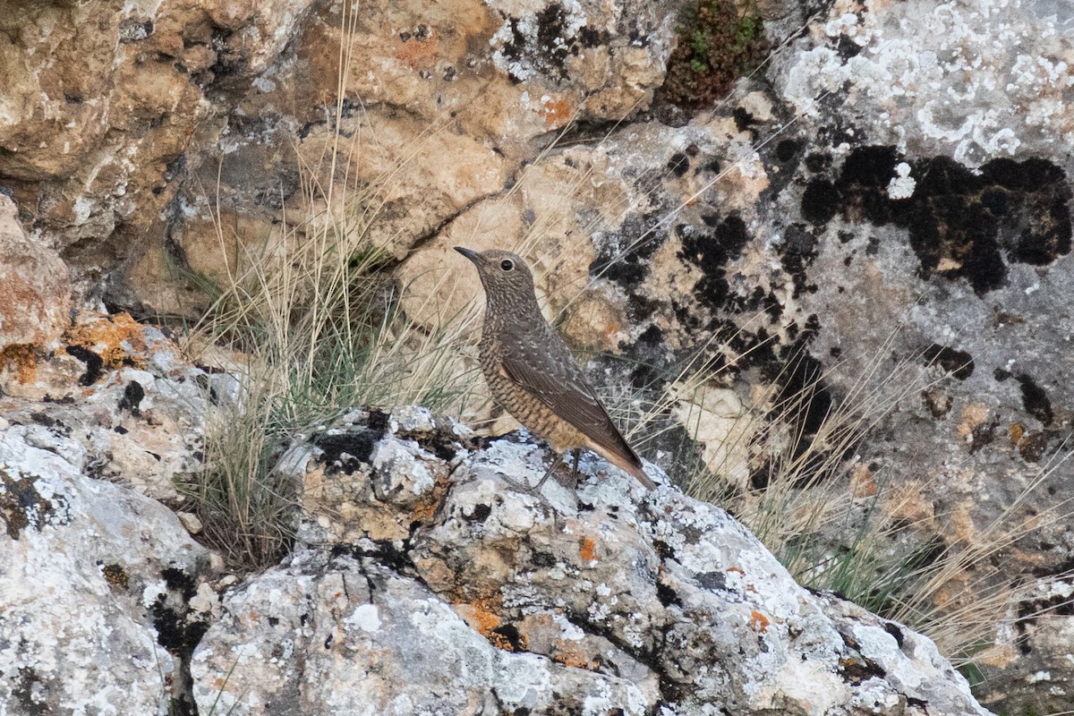 Rufous-tailed Rock-Thrush - ML630411200