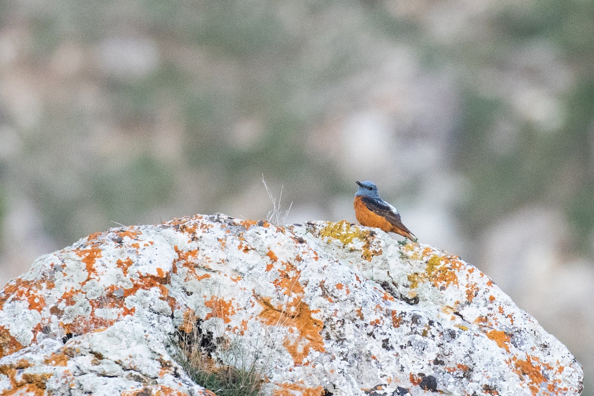 Rufous-tailed Rock-Thrush - ML630411201