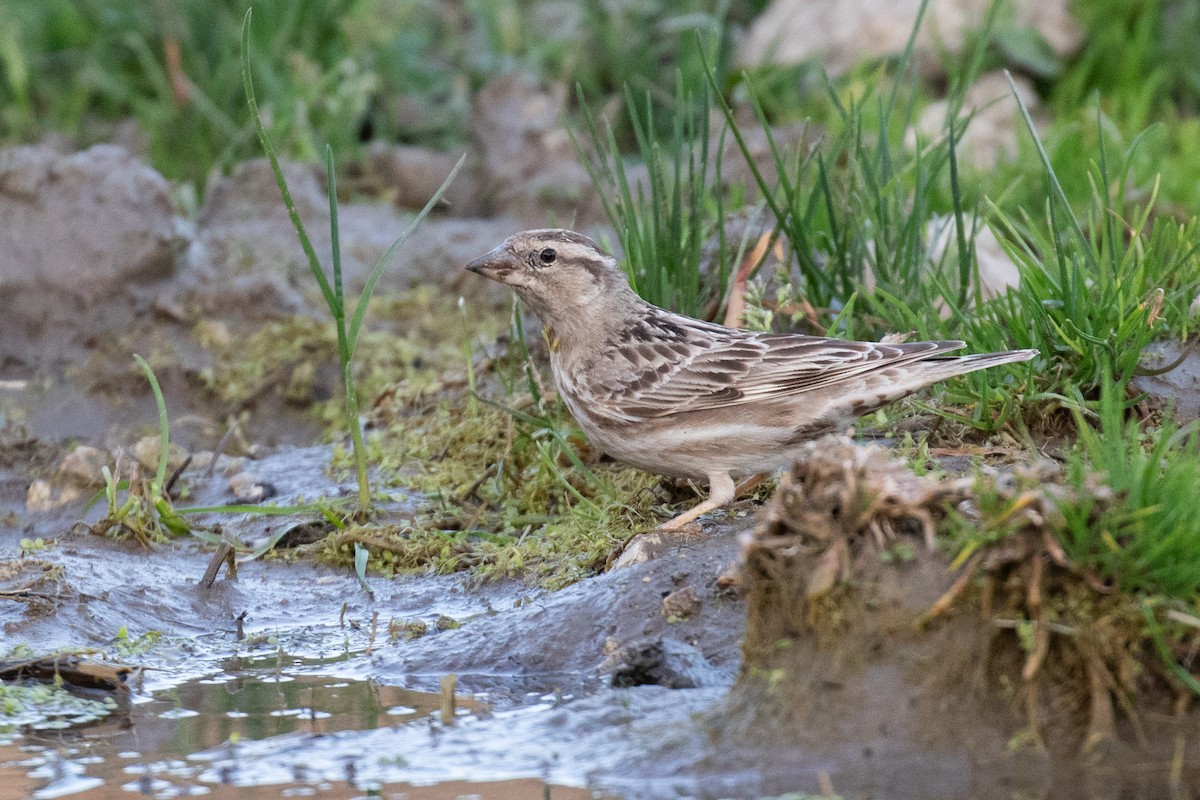 Rock Sparrow - ML630411281