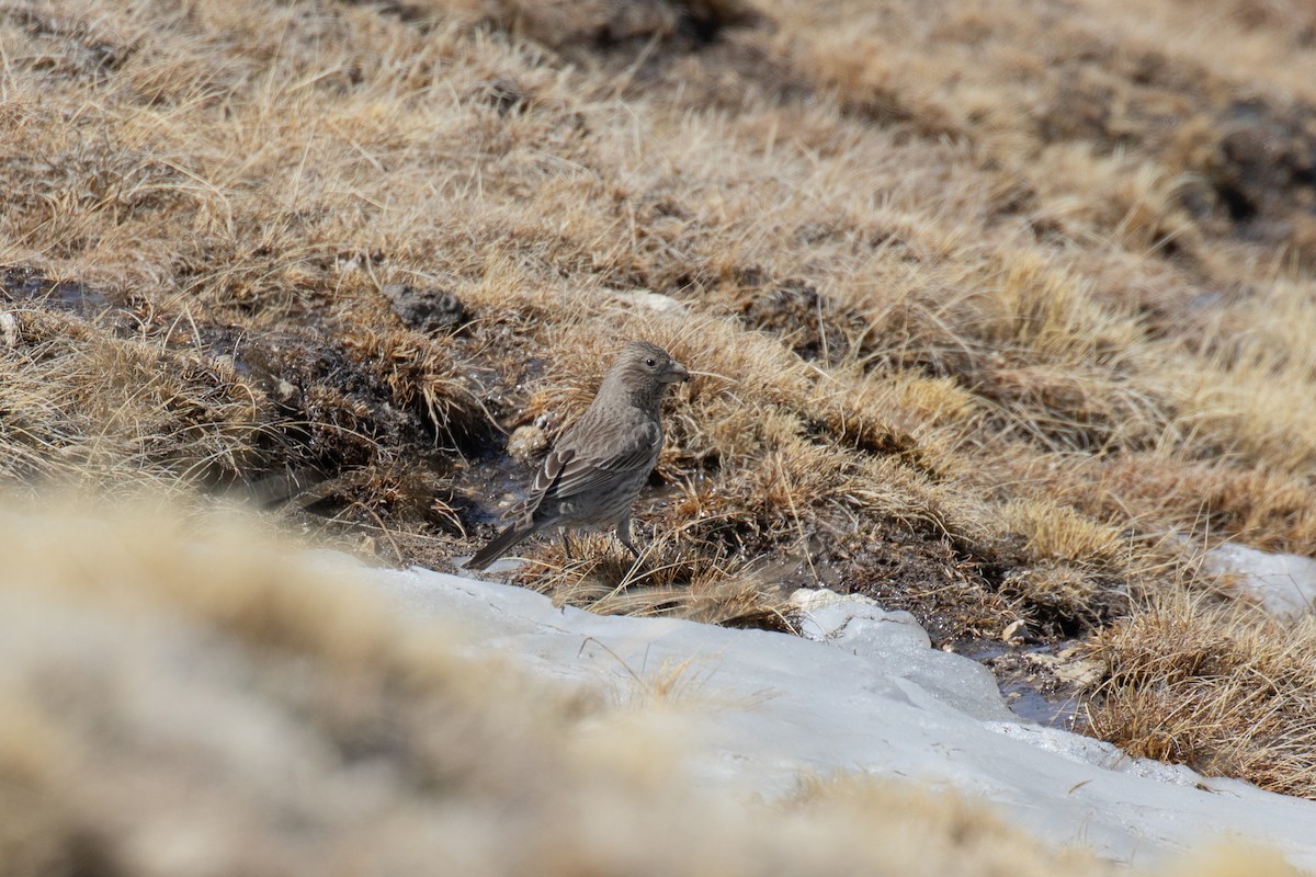Great Rosefinch - ML630411316