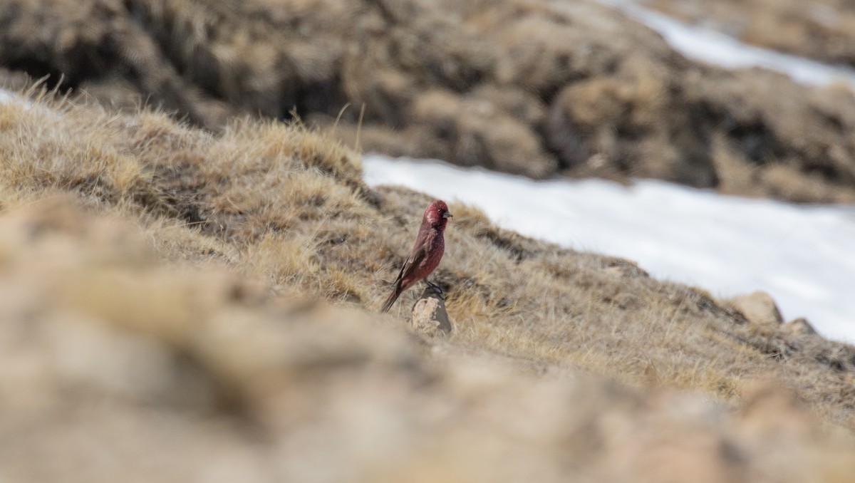 Great Rosefinch - ML630411317