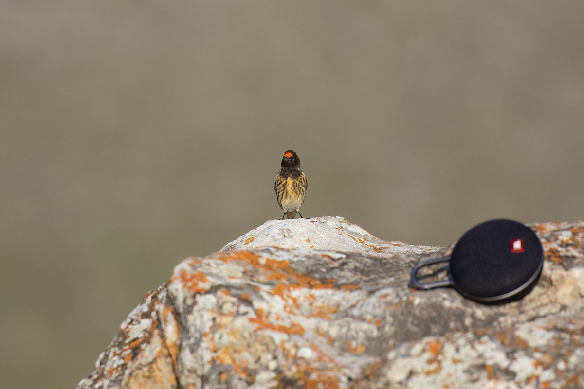 Fire-fronted Serin - ML630411332