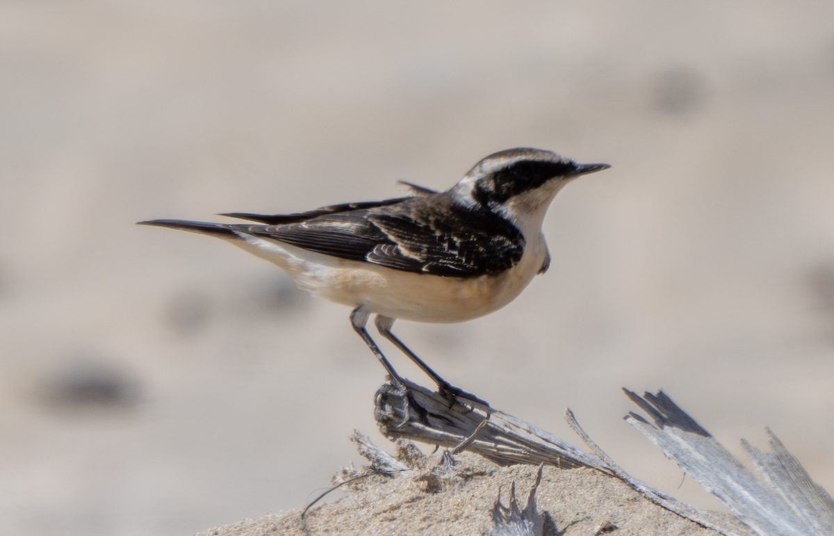 Pied Wheatear (vittata) - Chris Limbach