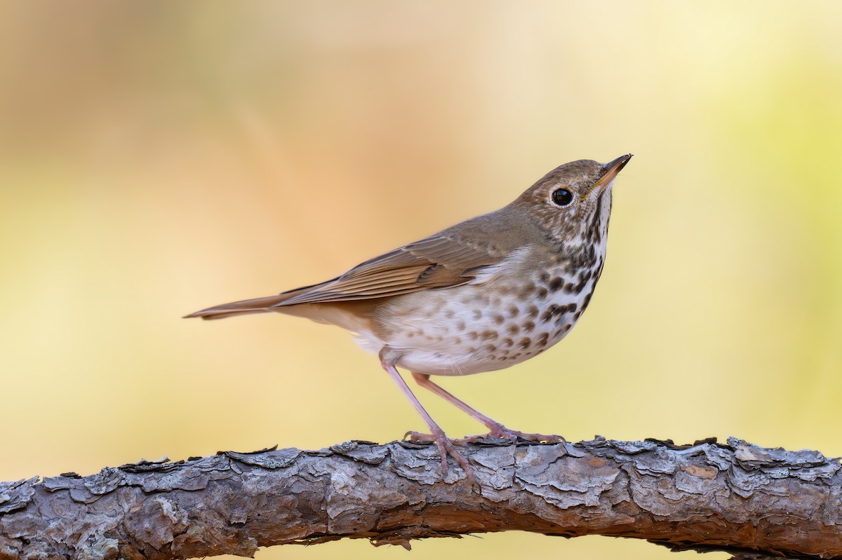 Hermit Thrush - ML630411376