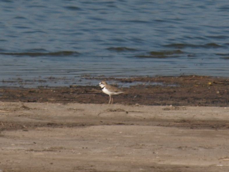 Collared Plover - ML630411802