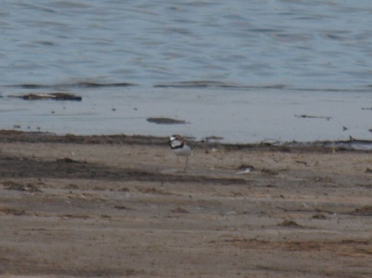 Collared Plover - ML630411803